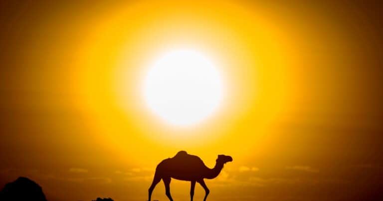 Antiguamente, el lugar más peligroso de la Tierra fue el desierto del Sahara