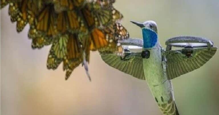 Usando un dron disfrazado de colibrí graban a millones de mariposas monarca