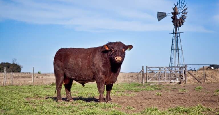 Una ganadería con menos animales: el stock vacuno argentino es el más bajo en casi una década y media