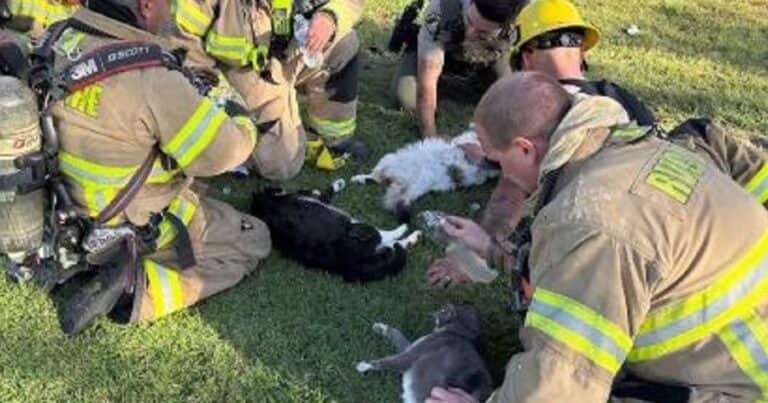 Bomberos apagaron el incendio y le hicieron RCP a 3 gatos que salvaron