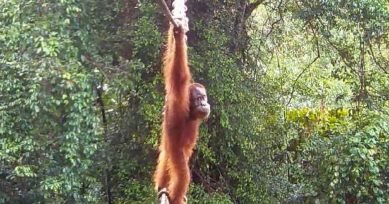 Por primera vez en la historia filman a un orangután usando un puente para cruzar una carretera