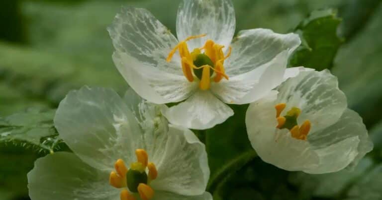 La sorprendente flor que se vuelve transparente cuando llueve y parece de cristal