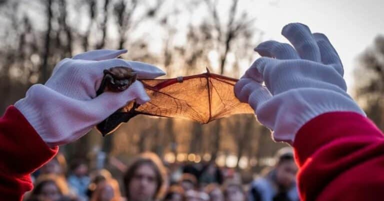Tras un duro invierno liberan en Ucrania a cientos de murciélagos rescatados de la guerra