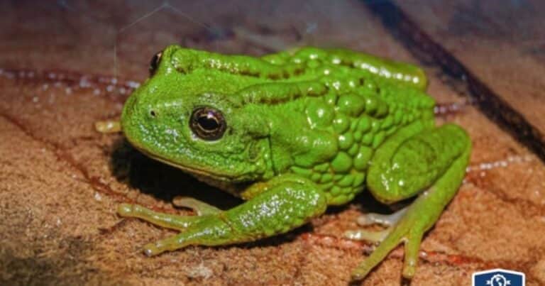 Descubren una nueva especie de rana que lleva a sus crías en la espalda