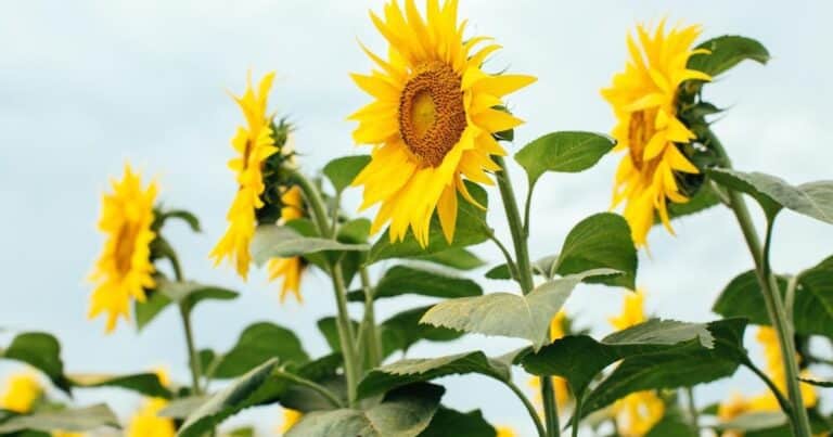 El girasol consolida su camino hacia una cosecha récord: estiman una producción de hasta 7,3 millones de toneladas