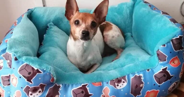 Tu perro puede tener el colesterol alto y así debés evitarlo