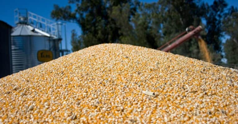 “El más competitivo del mundo”: un cultivo argentino copa los mercados globales y le gana la pulseada a los gigantes