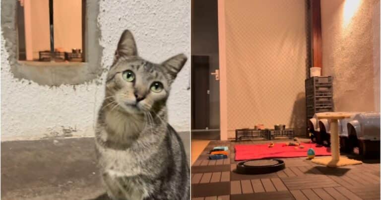 Abrió un agujero en la pared de su casa y cambió la vida de los gatos de su barrio: la historia que se volvió viral