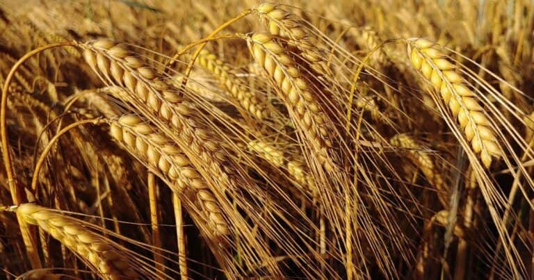Las claves para fertilizar cebada en un año convulsionado