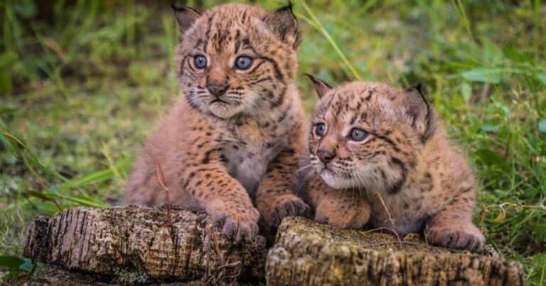 Hace 20 años quedaban menos de 100: hoy ya son 2.401 y el regreso del lince emociona a Europa