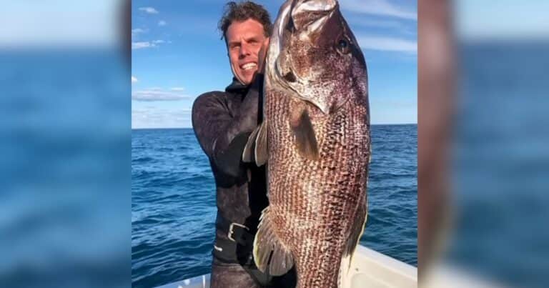 Salió de pesca con sus amigos y fue atacado por un tiburón blanco: «Una tragedia inimaginable»