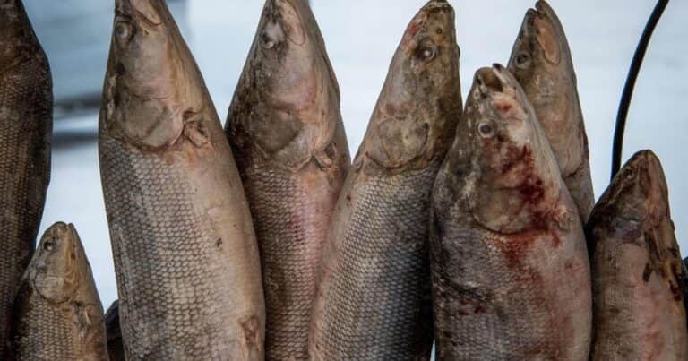 Japón revoluciona la industria alimentaria con un sistema matemático para saber si el pescado es fresco o no