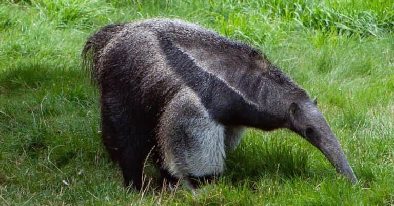 El animal que Argentina devolvió a la vida silvestre y volvió a aparecer en Brasil después de 130 años