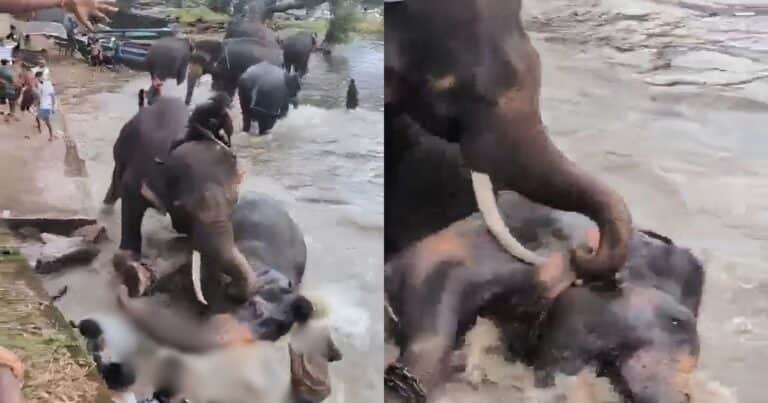 Una turista de 33 años quedó atrapada en una feroz pelea entre elefantes y murió aplastada por uno de ellos