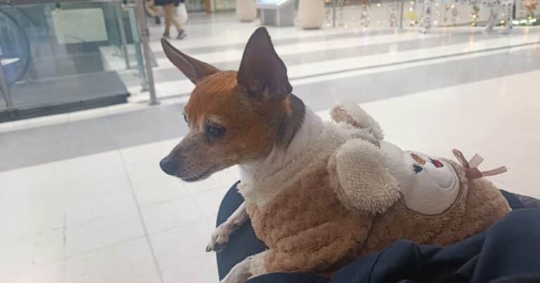 Estas son las consecuencias de tratar a tu perro como si fuera una persona