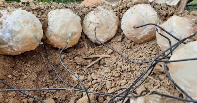 El hallazgo en China que desafía lo conocido: embriones de dinosaurio con proteínas intactas