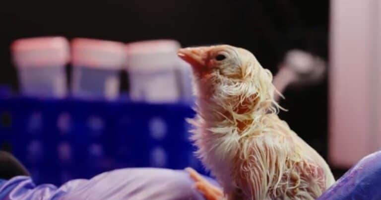 Lograron incubar con éxito 26 pollitos en huevos artificiales, paso clave para revivir aves extintas