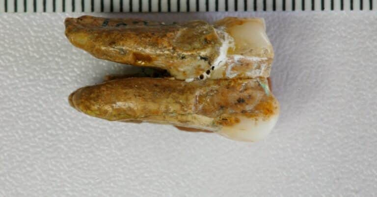 Nuevos estudios de dientes de 400.000 años de antigüedad ayudan a comprender cómo era el sexo de los primeros humanos