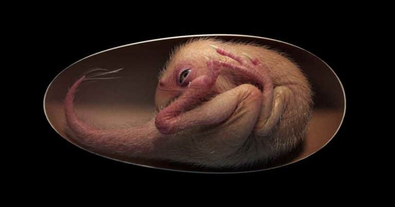 Conmoción entre los arqueólogos por «Baby Yingliang»: el fósil de 70 millones de años que revela la posición exacta de un dinosaurio antes de nacer