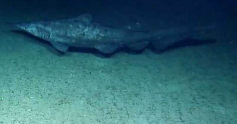 Filmaron en su hábitat por primera vez en la historia a un tiburón duende
