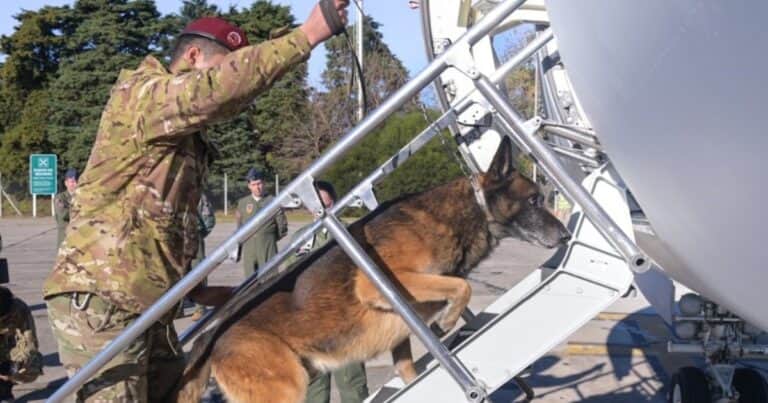 137 héroes de cuatro patas: uno por uno, los países que enviaron perros rescatistas a Venezuela tras los terremotos