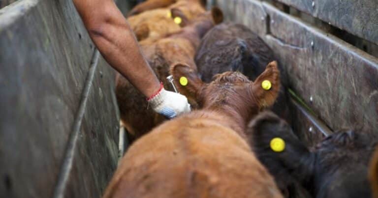 Menos terneros y más recría: las señales que deja la vacunación contra la aftosa