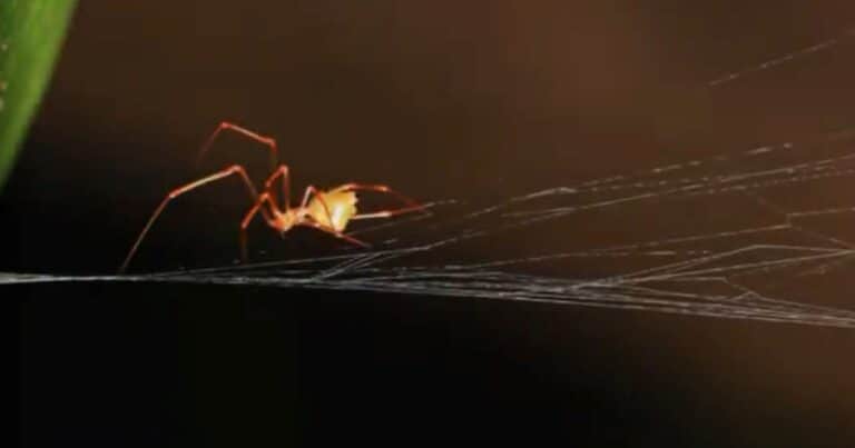 Hallazgo en el mundo animal: descubrieron una araña que utiliza una trampa similar a una catapulta