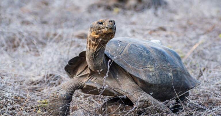 Conmoción entre los científicos: 10 tortugas gigantes revivieron procesos naturales desaparecidos hace 180 años