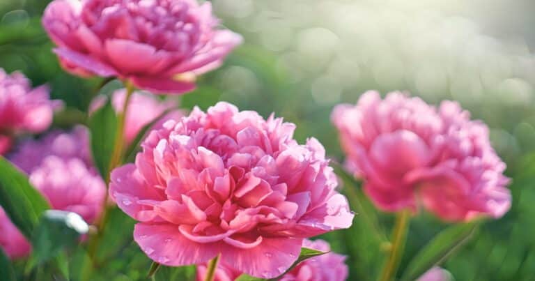 Cómo lograr un jardín elegante y sofisticado con estas 5 plantas y trucos de diseño