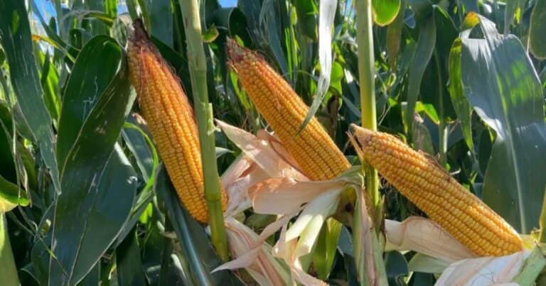 “Messi juega para el maíz”: el precio del fertilizante bajó y los productores miran con lupa los costos para batir un nuevo récord del cereal