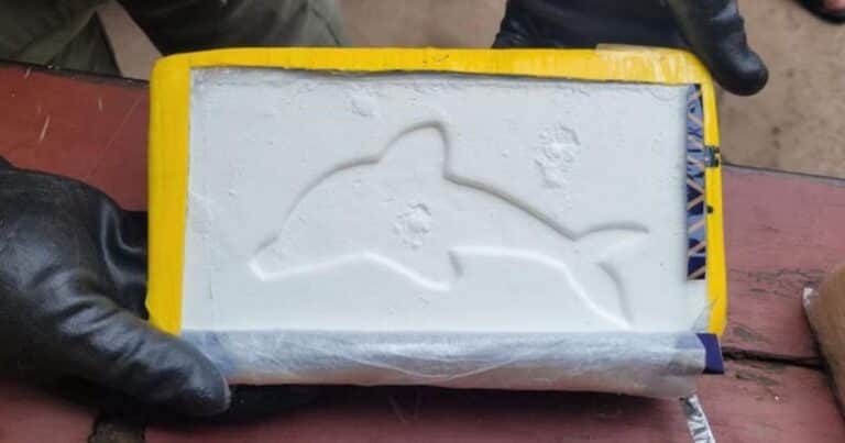 Mostaza blanca: detuvieron a dos mujeres con más de 20 kilos de cocaína con el famoso sello del delfín y envueltos con aderezo
