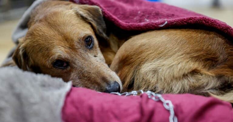 Proponen en Uruguay otorgar un día de licencia laboral remunerada por muerte de mascota