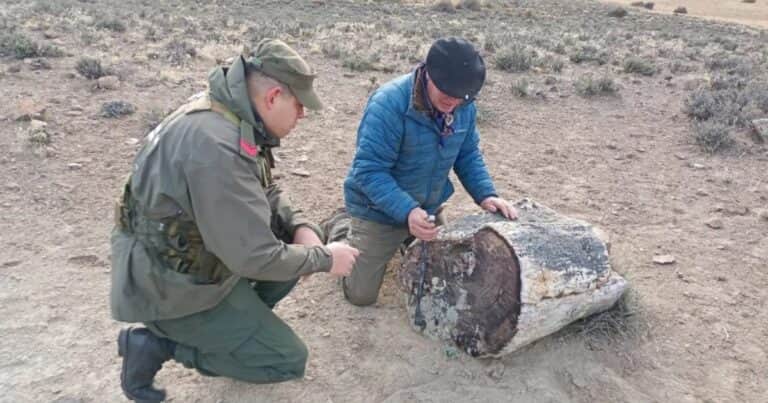 Hallaron un bosque de troncos petrificados de 50 millones de años en la Patagonia argentina
