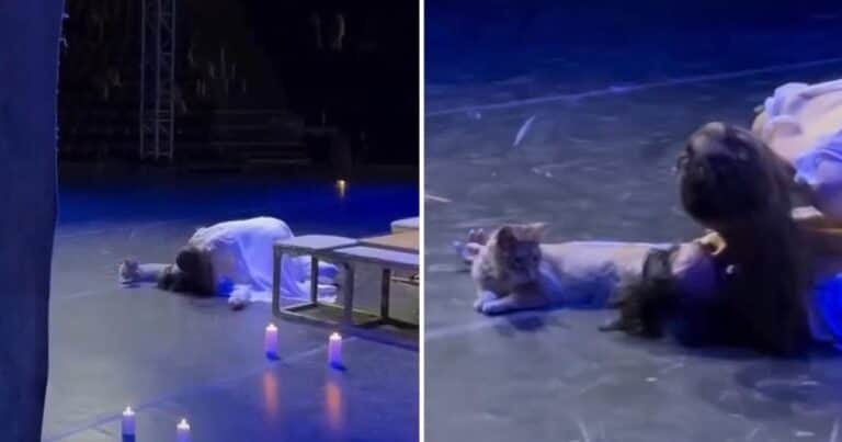 Un gato entró en el escenario y arruinó el final de Romeo y Julieta