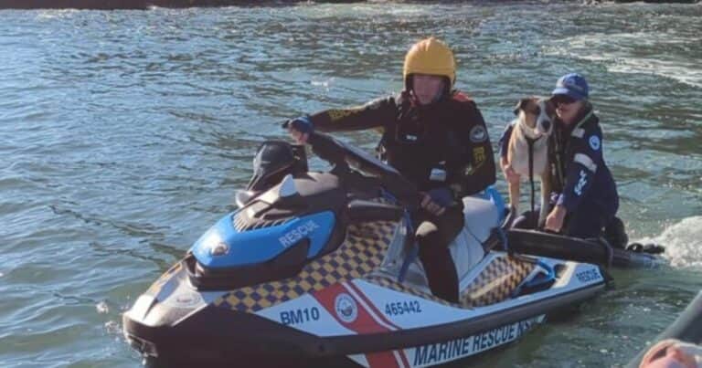 Rescataron a un perro arrastrado por el mar que nadó 1 km hasta una isla