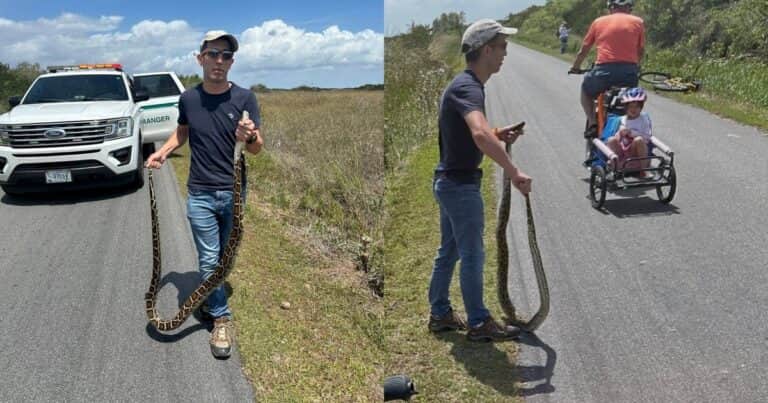 Vio una pitón de tres metros en un parque, la atrapó para proteger a los visitantes y terminó multado
