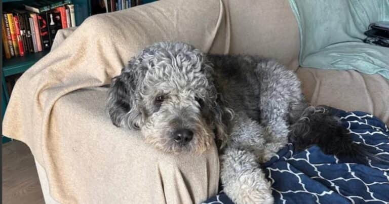 La policía acudió por una emergencia y terminó matando al perro de una familia: «No estaba ladrando»