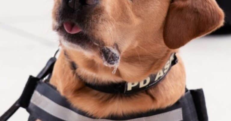 Un perro policía ayudó a desbaratar una red de narcotráfico y proteger a cuatro adolescentes