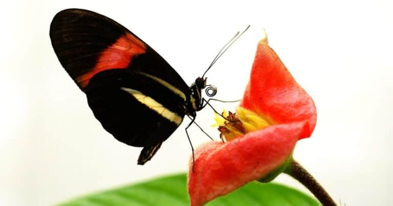 Después de siglos descubren el secreto de la larga vida de las mariposas Heliconius