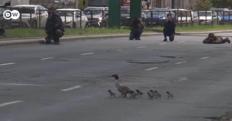 Video: patitos recién nacidos detienen el tráfico al cruzar la carretera junto a su madre