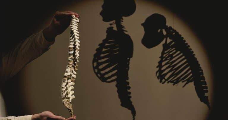 Ni perfecto ni eficiente: los «fallos de diseño» que la evolución dejó en el cuerpo humano