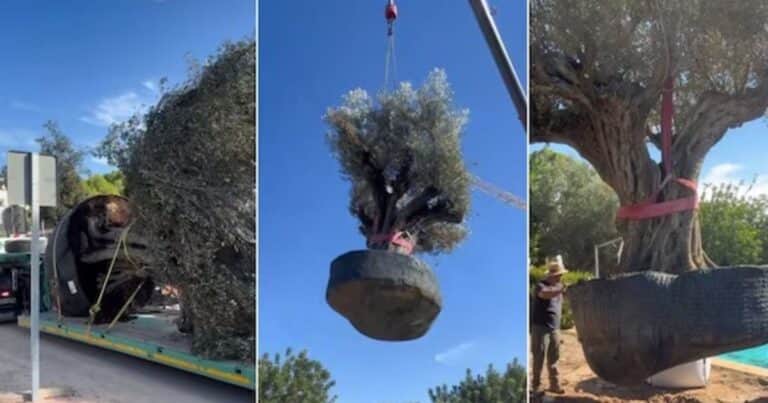 El traslado que sorprendió a los paisajistas: mueven un olivo de 500 años y seis toneladas hasta un chalet