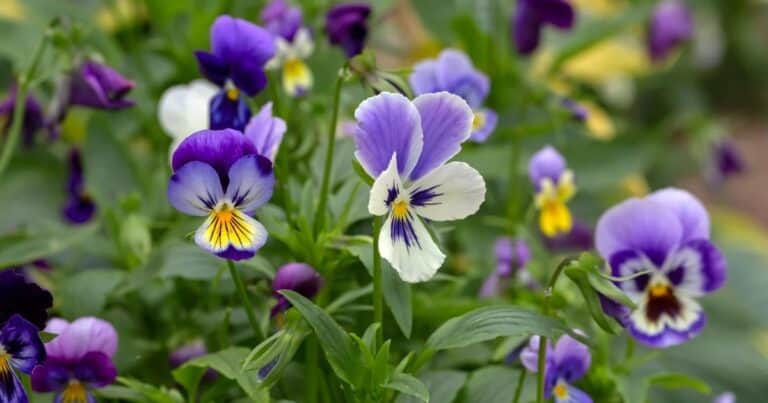 Resiste las heladas y llena de color el jardín: la planta ideal para sembrar en invierno