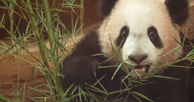 «Rio», el primer oso panda gigante nacido en Indonesia: pesa 13,7 kilos, ya interactúa con su madre y juega a las escondidas