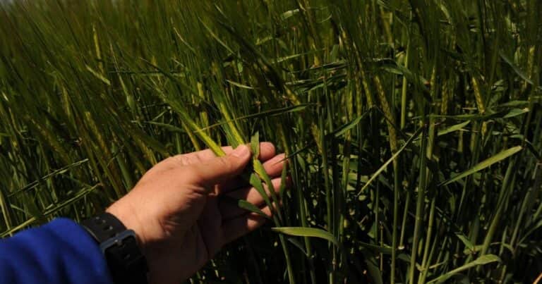 ¿Dónde está el techo del trigo?