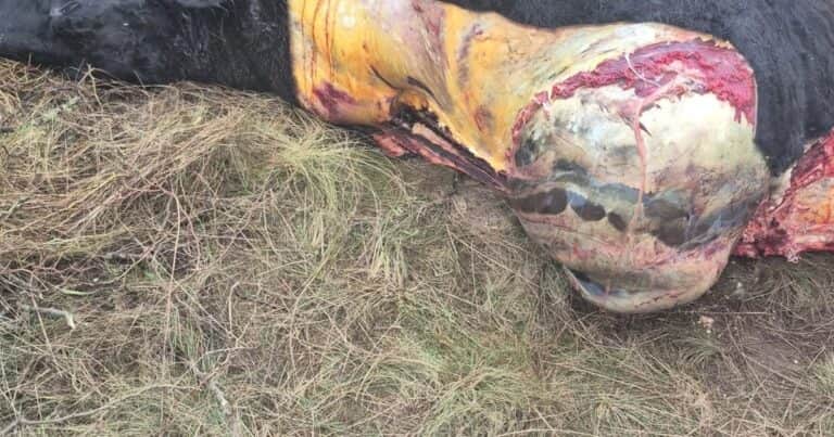 «Pura brutalidad»: le descuartizaron dos animales de alta genética y tiró los restos en la municipalidad como protesta