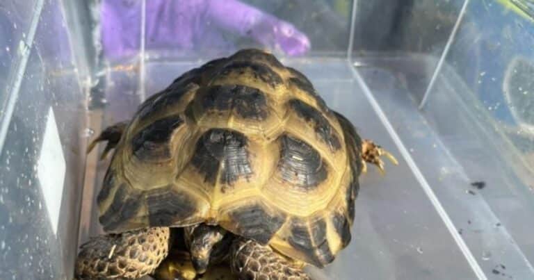 Un brutal incedio en un zoológico infantil dejó una sola sobreviviente: una tortuga bebé