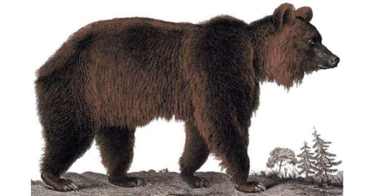 Animales extintos: el oso que habitó África y fue víctima de la tala y la caza indiscriminada