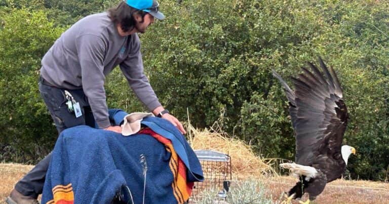 Un águila desplegó sus alas y regresó a su hábitat seis meses después de haber sufrido una descarga eléctrica y una fractura: «Tras más de 25 semanas, vuelve a volar en libertad»