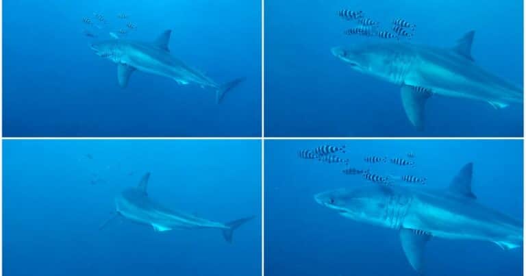 Hallazgo histórico en el Mediterráneo: captan un tiburón blanco adulto por primera vez
